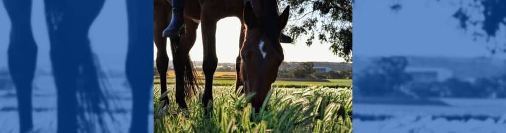 alimentos prohibidos caballo