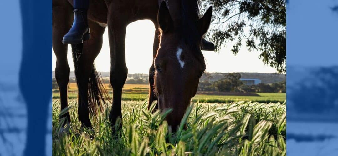 Alimentos prohibidos para tu caballo