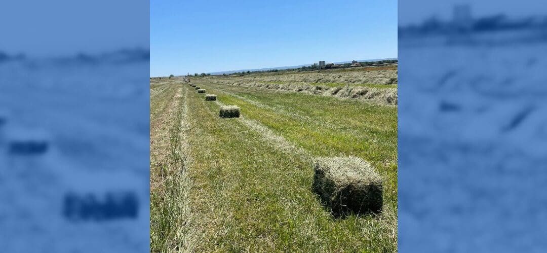 Nabau: Heno excelente para caballos exigentes