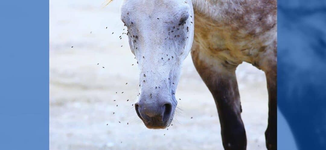 ¿Cómo podemos proteger a nuestro caballo de las moscas en verano?