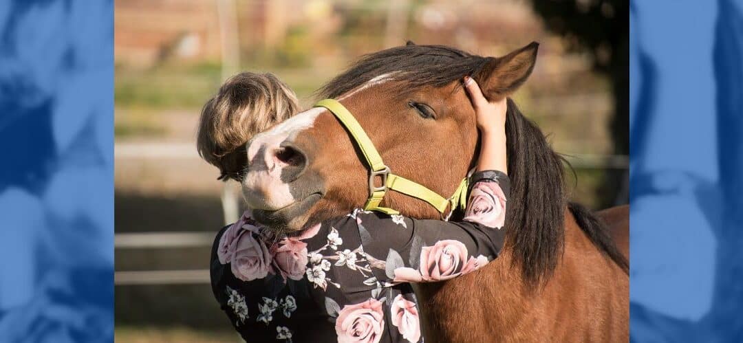 Cómo entrenar a tu caballo mediante refuerzo positivo