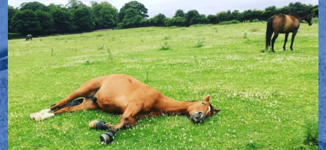 El descanso en el caballo