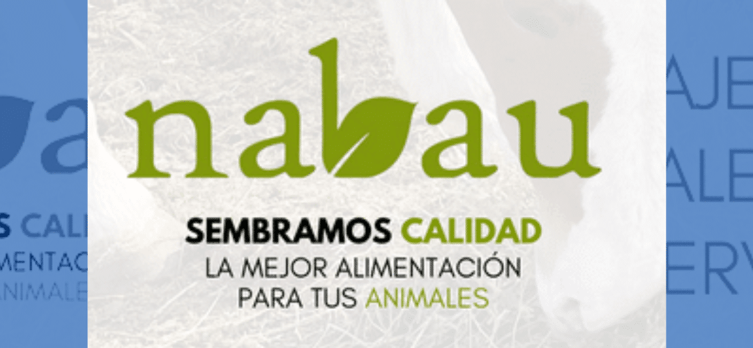 ¿Conoces la alfalfa en rama de Nabau? Nutrición premium para caballos de alto rendimiento