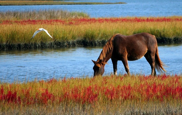 La importancia de una buena hidratación para tu caballo en verano