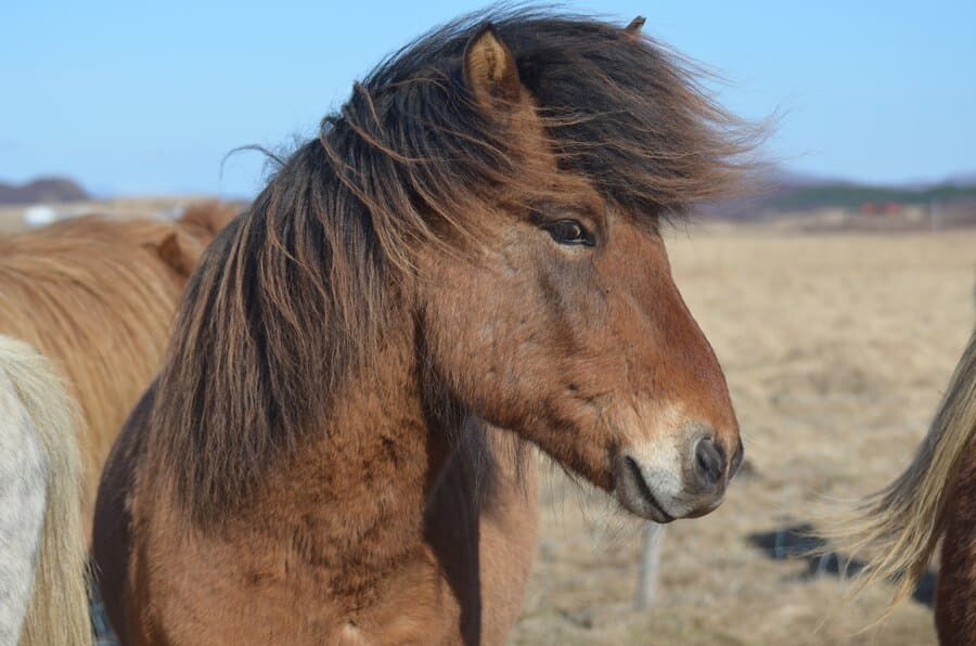 La muda de pelo y la energía del caballo