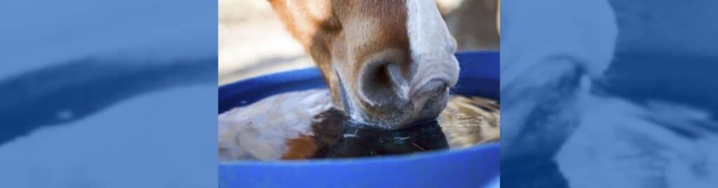 agua equinos