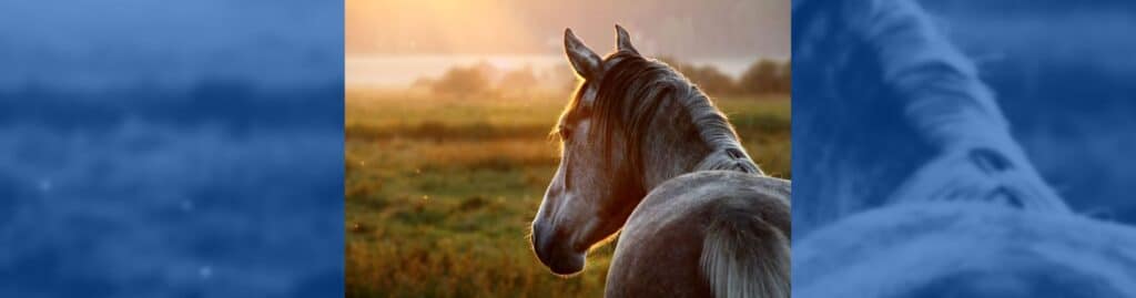 contrato de compraventa de caballos