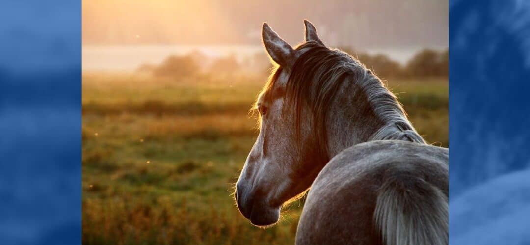 El contrato de compraventa de caballos en términos generales