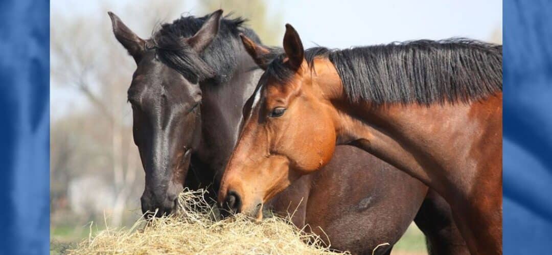 Cómo seleccionar el equipo adecuado para un caballo de trabajo