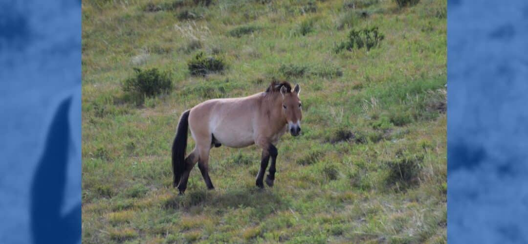 Estudian con drones la sociedad de los caballos salvajes Przewalski