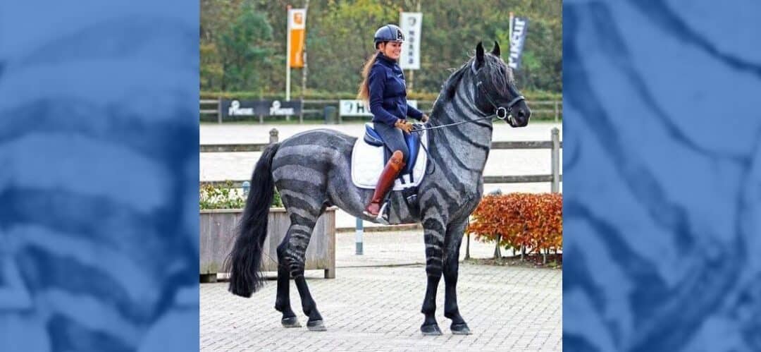 Una “cebra” haciendo Gran Premio, ¿lo habías visto?