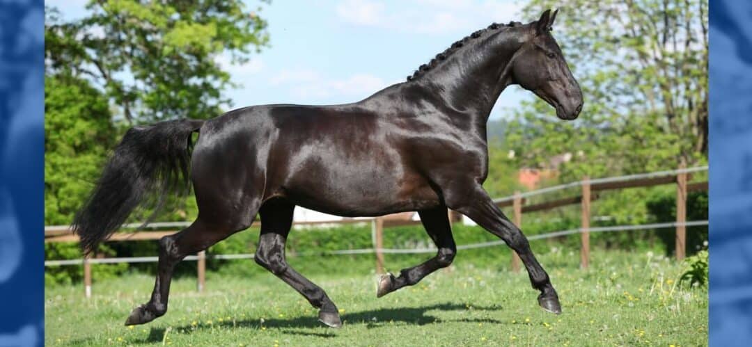 Cómo influye el temperamento de un caballo en su rendimiento