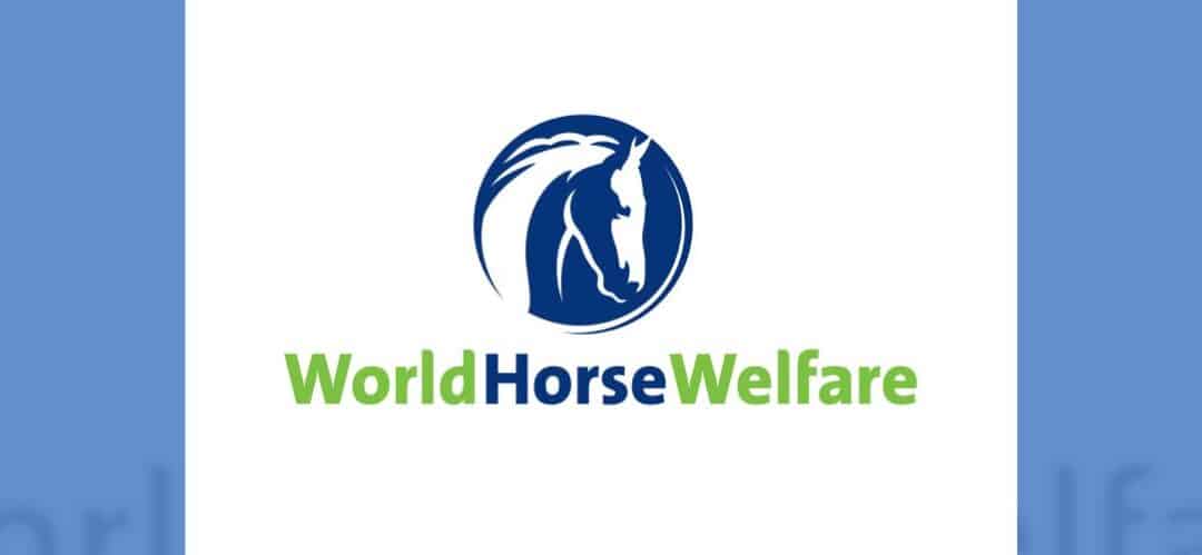 World Horse Welfare ha anunciado los resultados de su encuesta anual