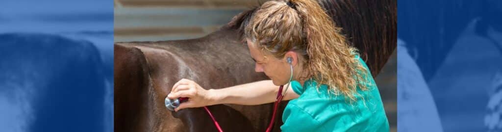 la salud mental de los caballos