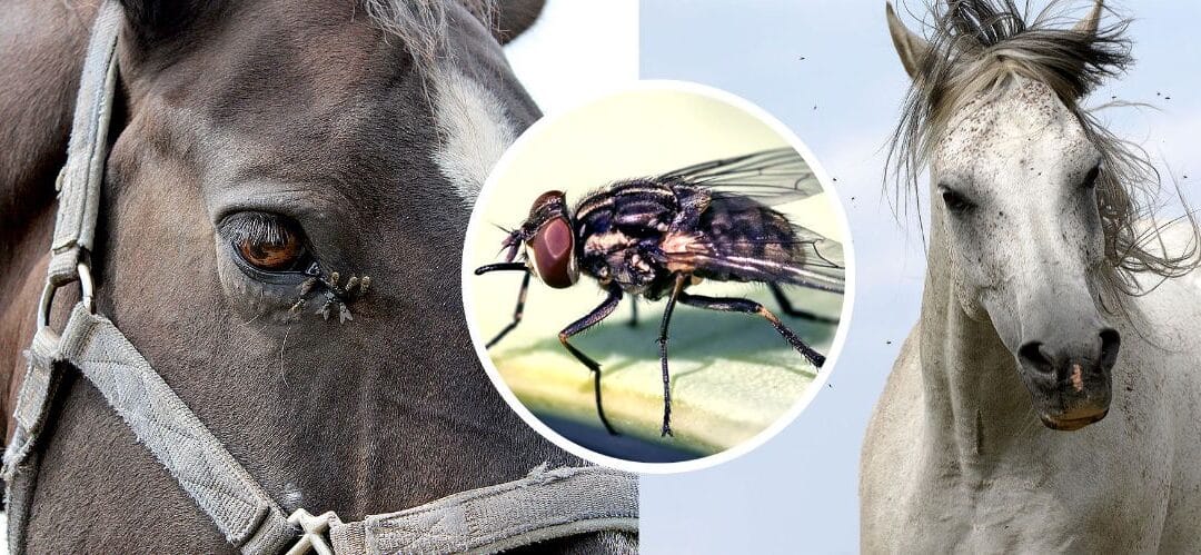 Tres caballos dan positivo por anemia infecciosa equina en Saskatchewan (Canadá)