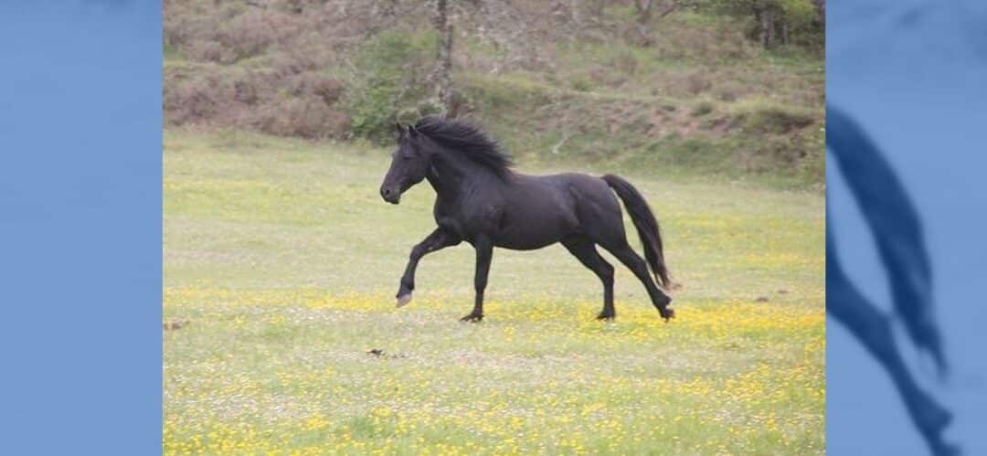 El papel del caballo en la ganadería moderna