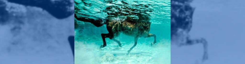 sobreentrenamiento en caballos