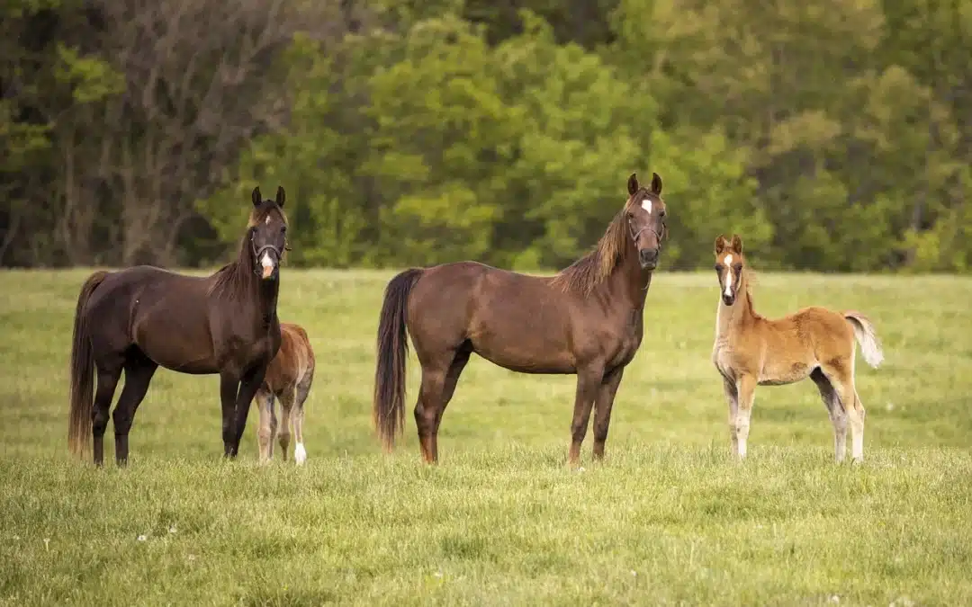 Este fin de semana se celebra el Día Europeo del Caballo