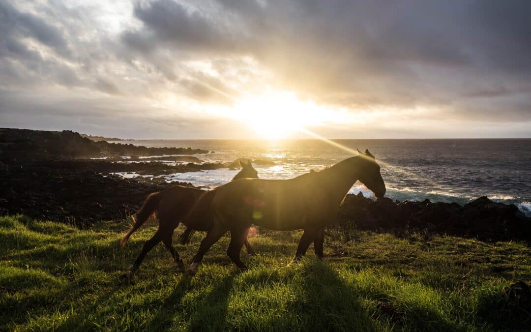 Paseos a caballo por la playa: Libertad y aventura en cada galope