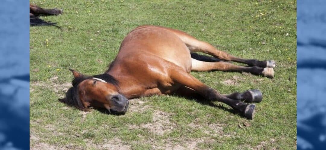 ¿Cómo duermen los caballos? Un descanso adaptado a su naturaleza