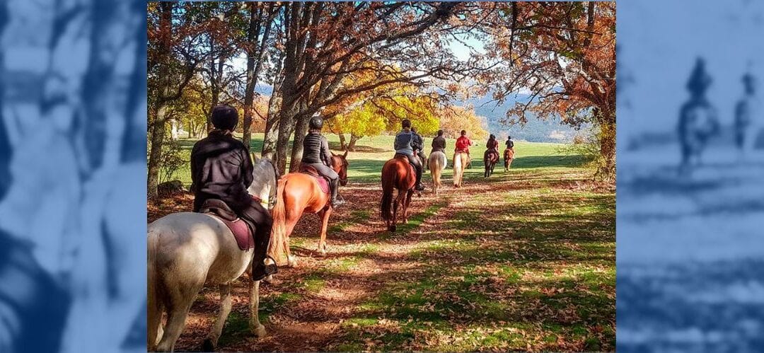 La longevidad de los caballos: Factores que influyen en su vida