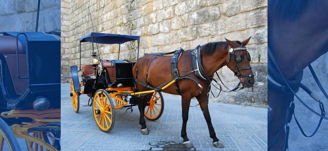 Solicitud de Pacma al alcalde de Córdoba para proteger el bienestar de los caballos