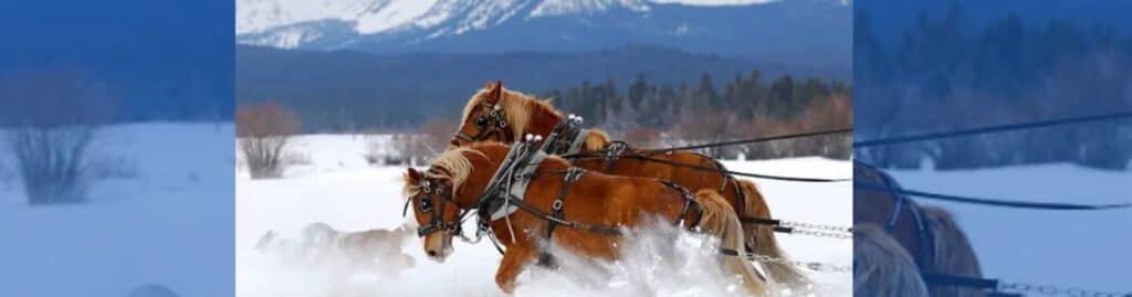 Caballos de tiro