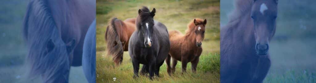 Domesticación del caballo