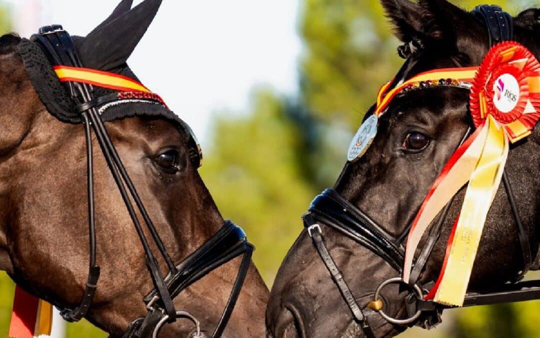 Información adicional acerca del Campeonato de España de Doma Clásica de Caballos Jóvenes 2024