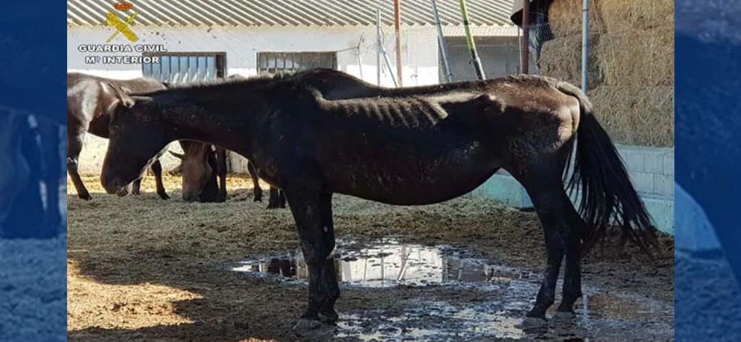 Nueva denuncia de maltrato y abandono de caballos 