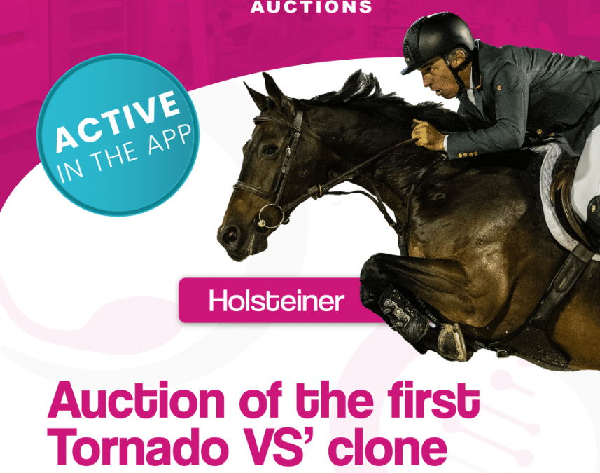 Los primeros clones de caballos de Salto en España están disponibles en Ovohorse Auctions