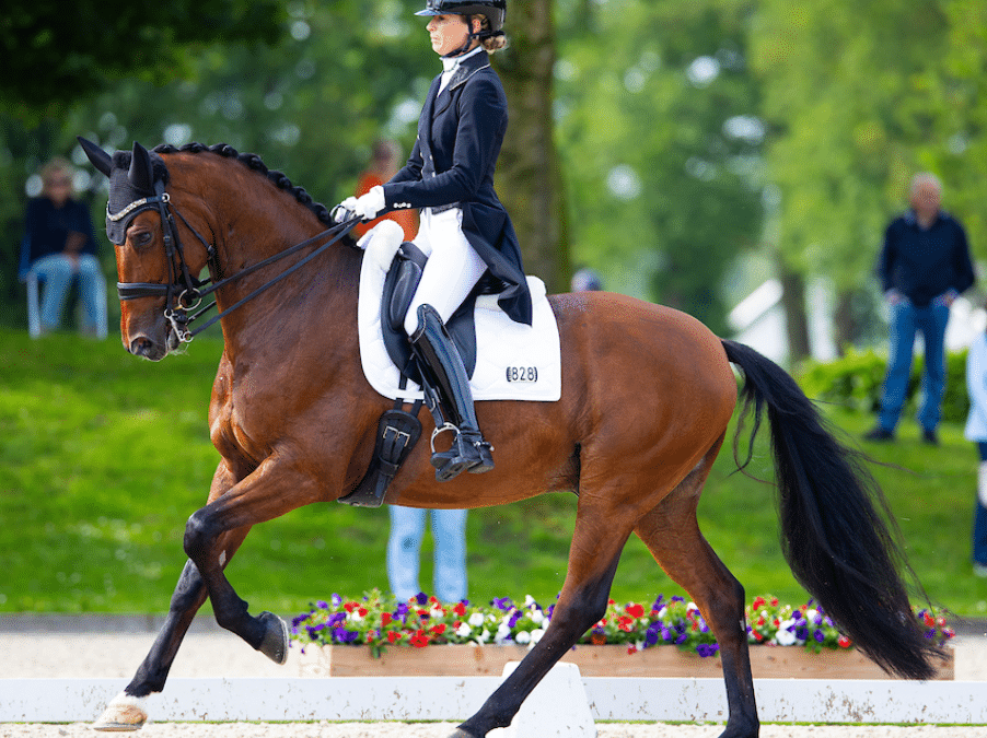 El caballo de Gran Premio de Dinja van Liere se vende a Alemania