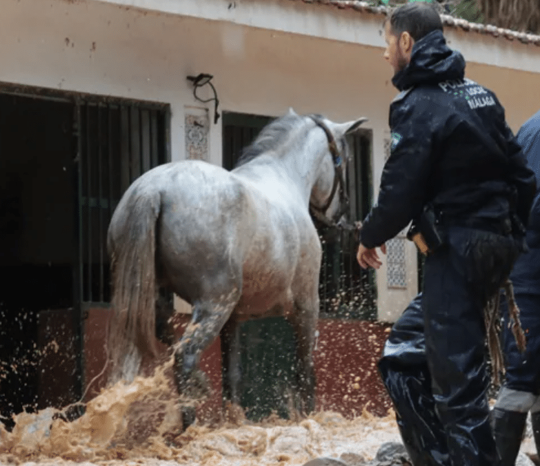 Rescate de los caballos del Club Hípico de Málaga por las intensas lluvias