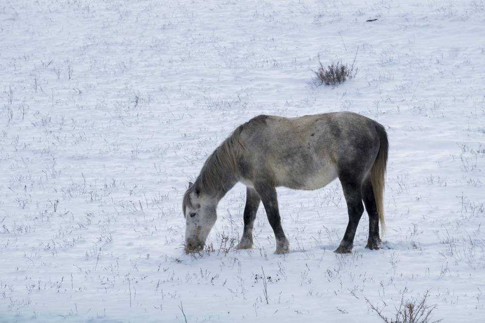 Montar a caballo en la nieve