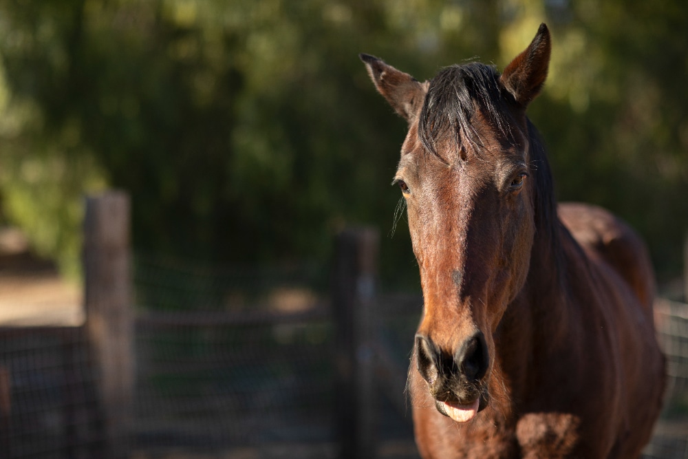 ¿Por qué los caballos lamen?