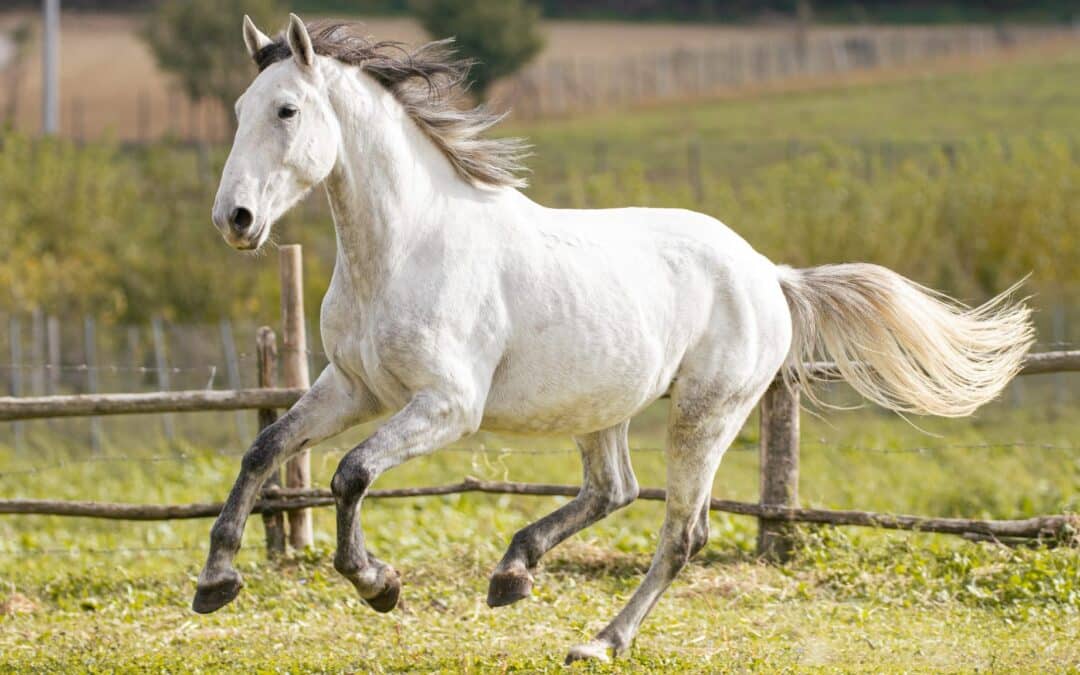 El caballo Lipizzano