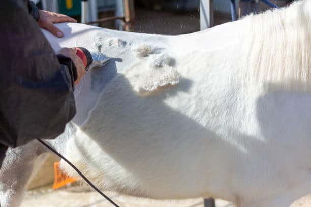 Esquilar o no a tu caballo en invierno: ¿Qué es lo mejor para su bienestar?