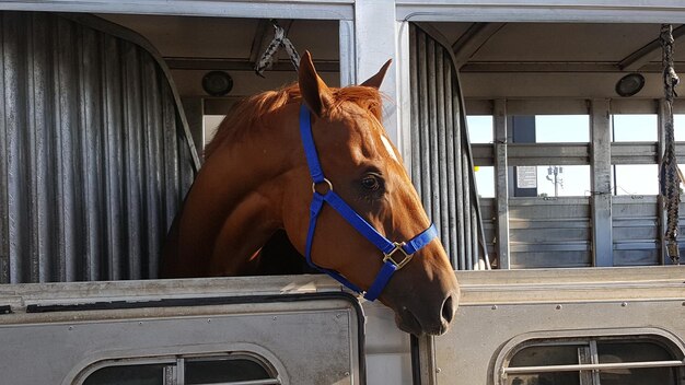 El transporte aéreo de caballos