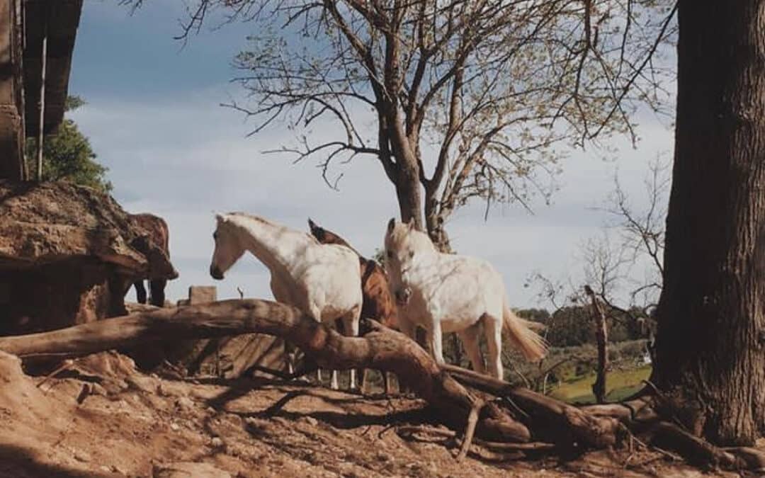 El Santuario Rancho Edén busca apoyo para salvar a caballos maltratados