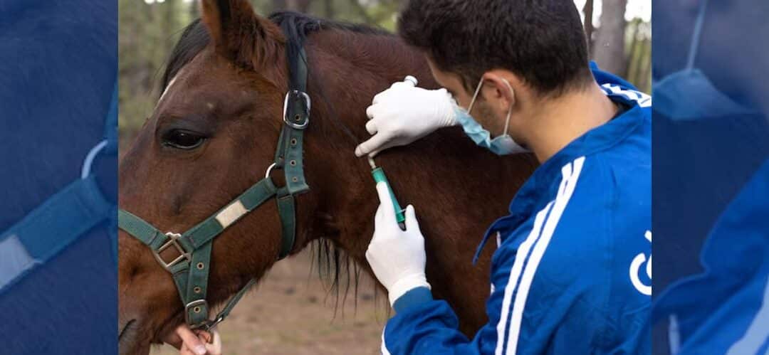 La vacunación equina: ¿por qué es tan importante?