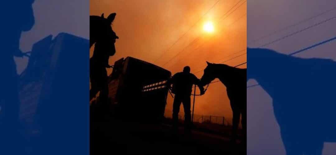 La lucha por la vida de los caballos en los incendios de California