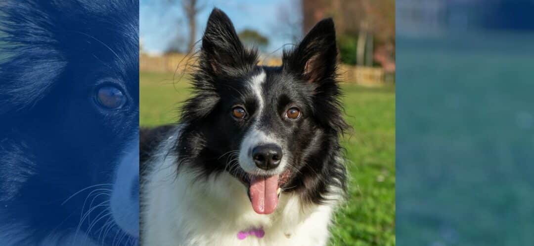 Nutrición de alta calidad para el bienestar de tus perros con Special Feeds