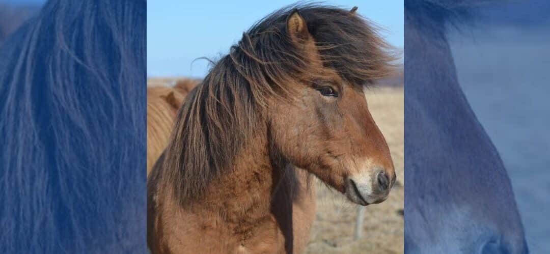 Cómo desenredar las crines de un caballo con nudos