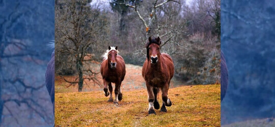 La  importancia de prevenir los cólicos en los caballos