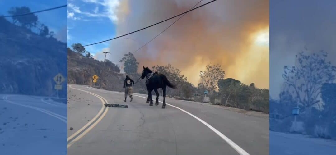 Kalyna Fedorowycz, la valiente amazona que salvó a un caballo de las llamas del incendio en Los Ángeles