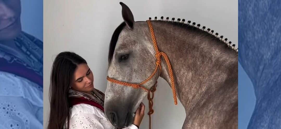 Tipos de trenzado para caballos