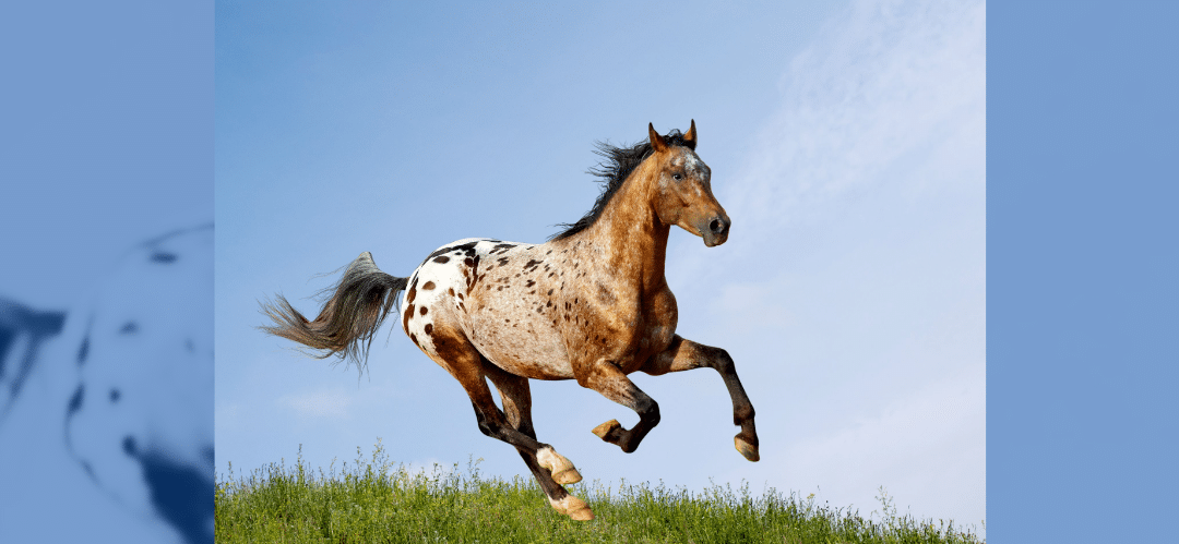 El caballo Appaloosa