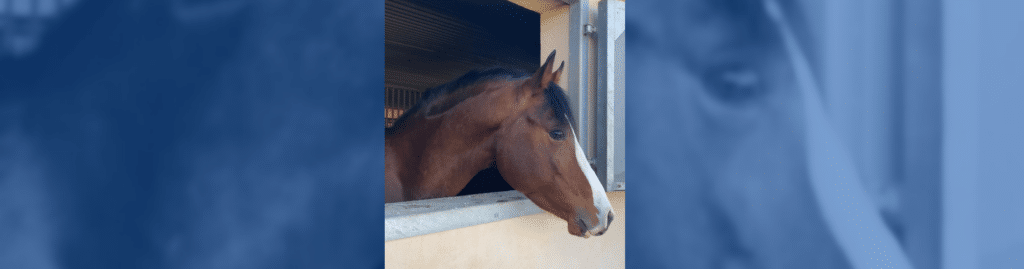 Nuria Leiva Pegaso de Zeus