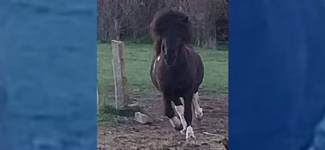 Asesinan y mutilan a un poni en Navatejera