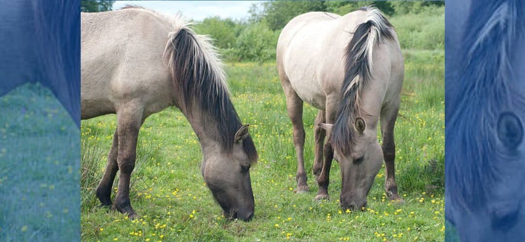 El caballo Konik